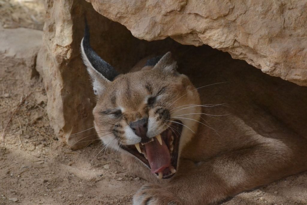 http://www.lighthousebc.com/beacon/files/2012/05/Caracal.jpg